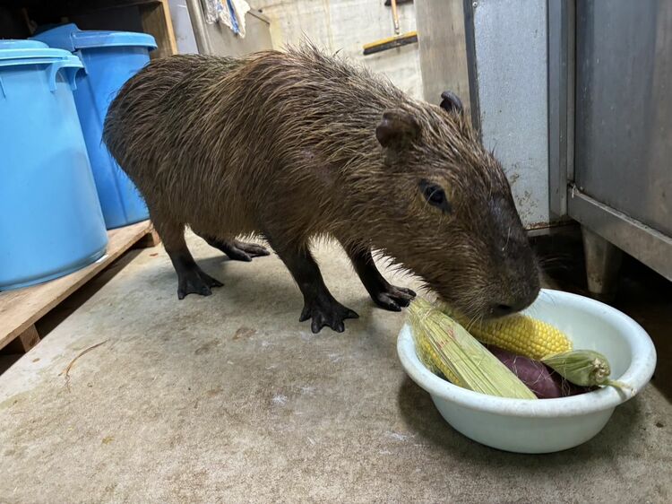 【沖縄】脱走カピバラ、無事捕獲　東南植物楽園のすぐそばの森で